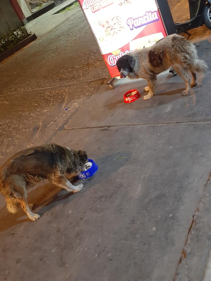 Illustration de l'article : Un restaurateur aide les chiens errants en leur préparant des repas gratuits
